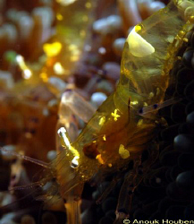Commensal shrimp, Periclimenes sp. Picture taken at Amed,... by Anouk Houben 